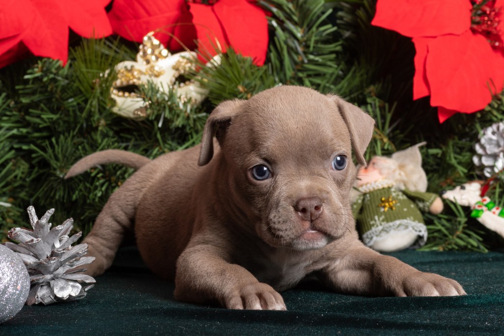 Little cute American Bully puppy lying next to a Christmas tree and poinsettia flowers.