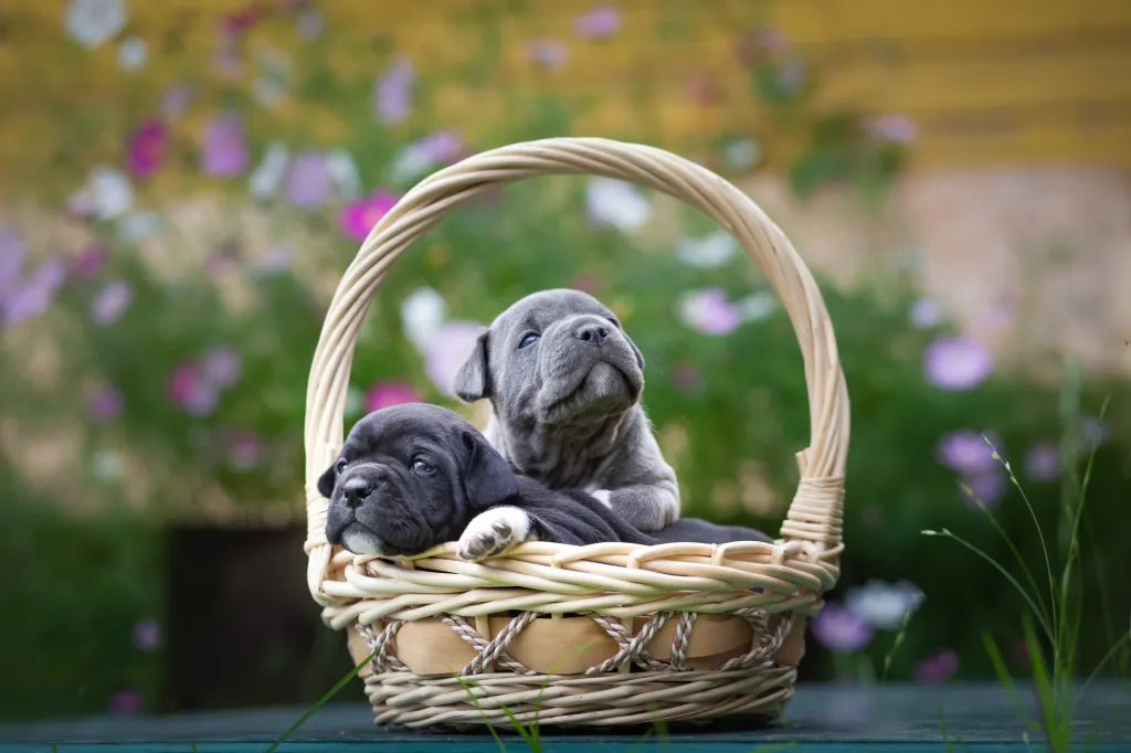 Tiny American Bully puppies sit in a wicker basket.