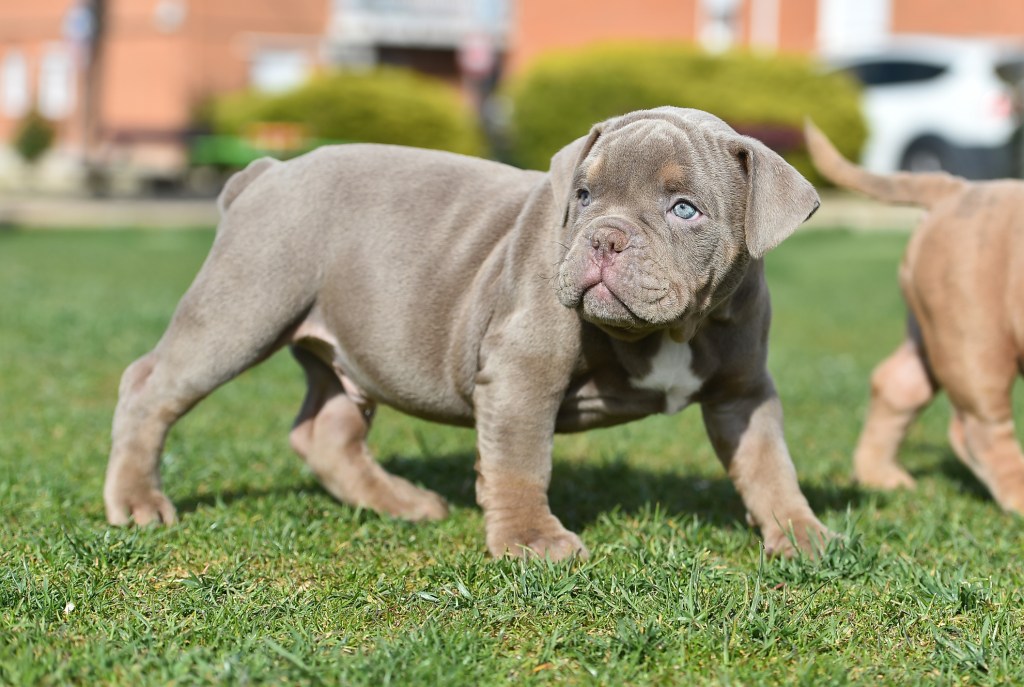 A little American Bully dog in the park.