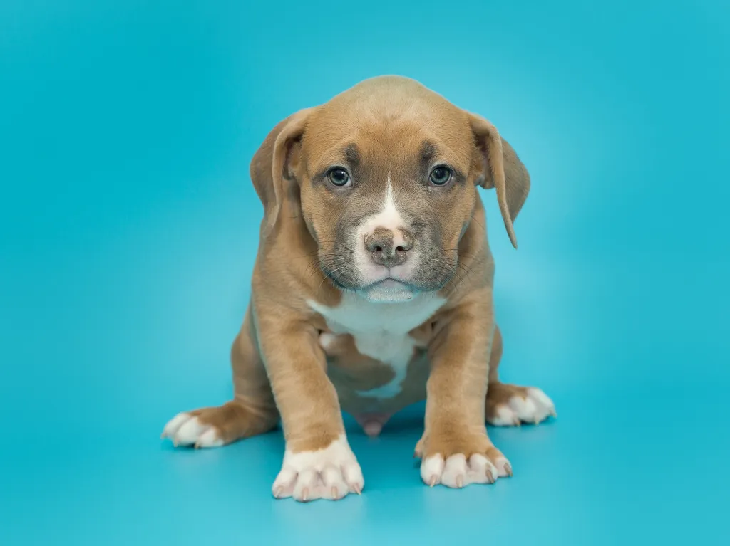 Small American bully puppy of brown color on a blue background.