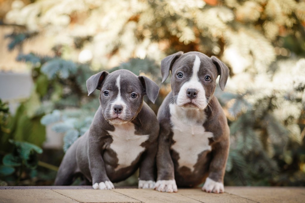 Two American Bully puppies looking at camera.