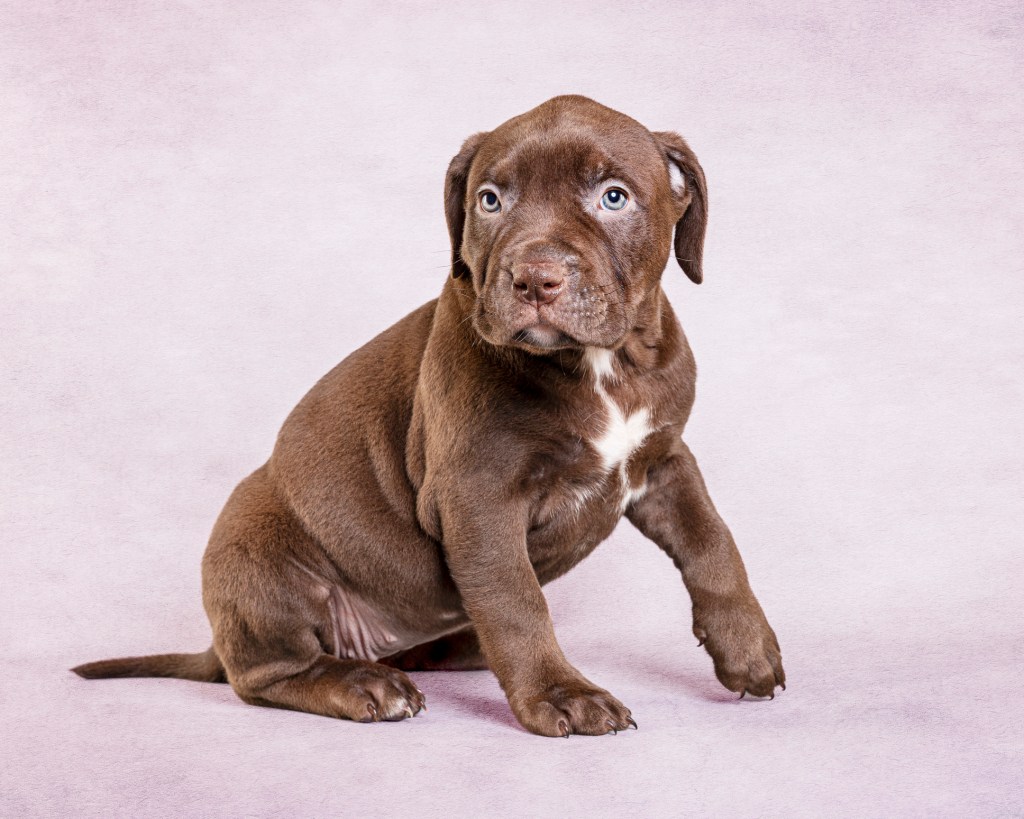 Portrait of American Bully puppy sitting against white background.