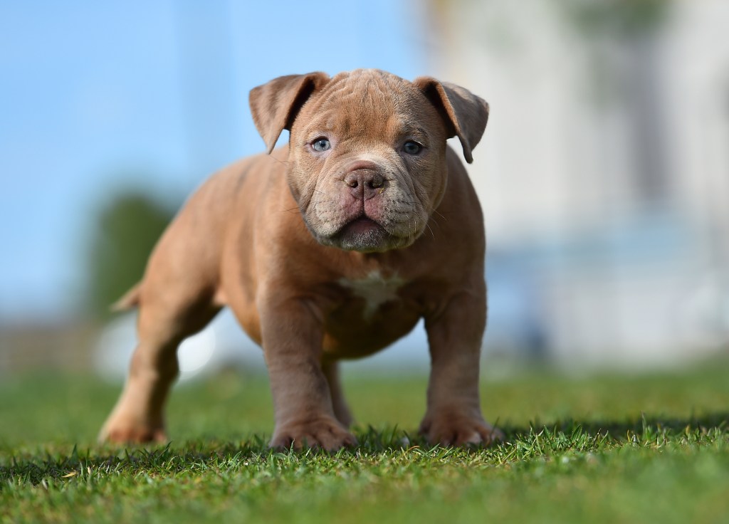 An American Bully ​​puppy in the field.