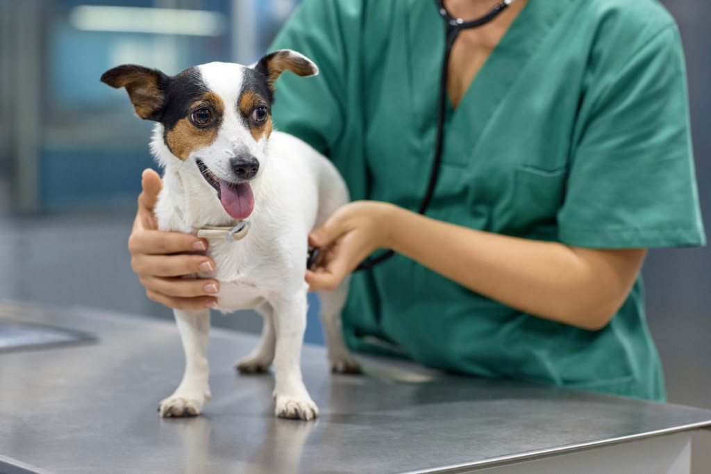 Doctor examining dog suffering from Streptococcus zooepidemicus — Strep zoo — with stethoscope in clinic.