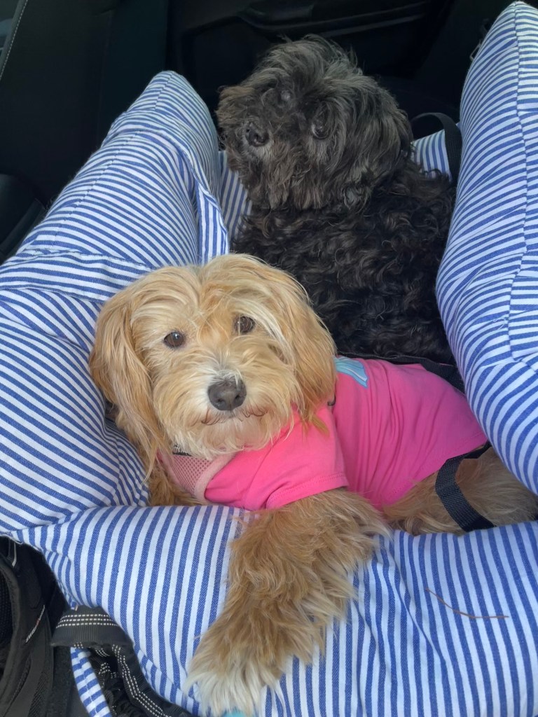 Goldie, a Terrier dog, in foreground in car in FunnyFuzzy dog car seat first class. Washington, a Schnoodle, behind her.