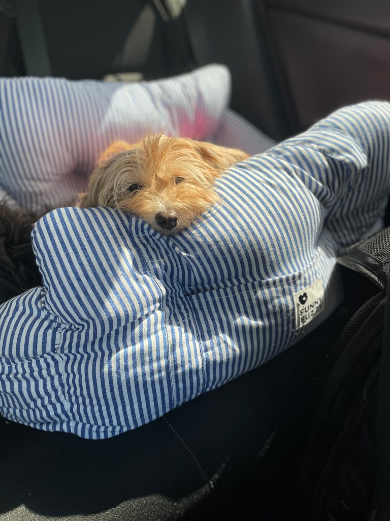Goldie, a Terrier dog, in foreground in car in FunnyFuzzy dog car seat first class. 