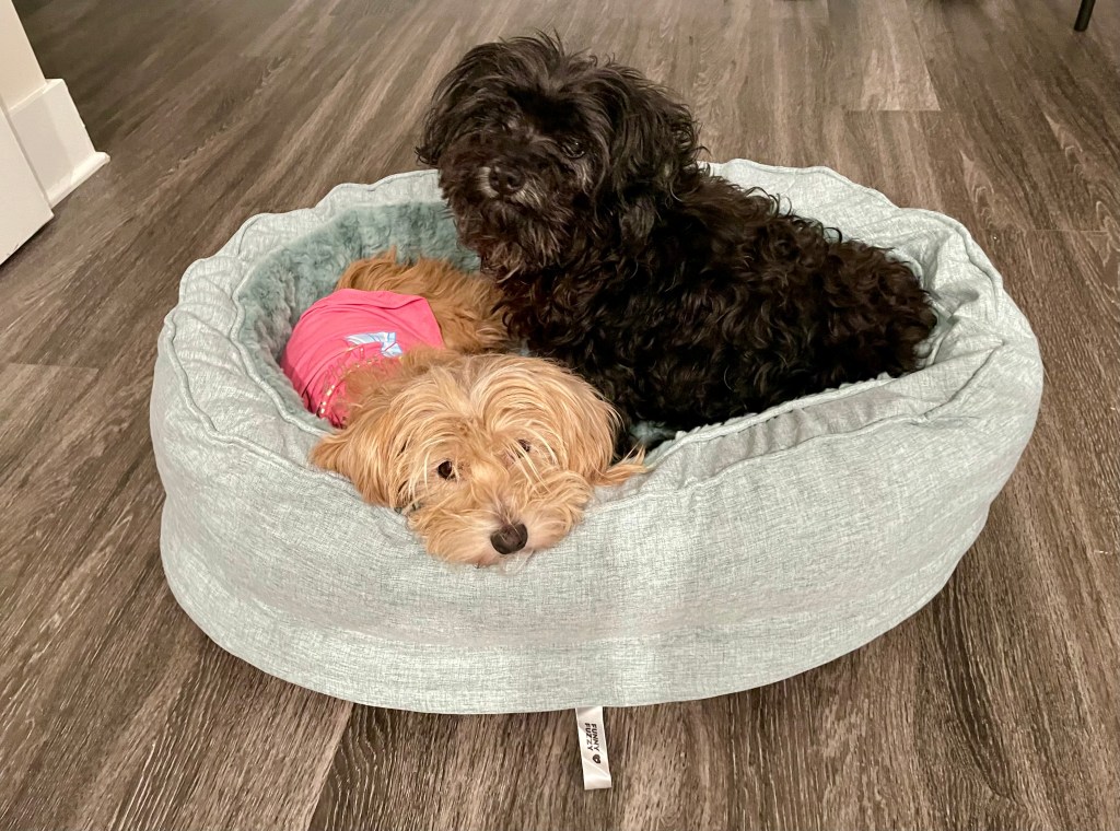Jenna Wadsworth's dogs Goldie and Washington in the FunnyFuzzy dog bed donut product.