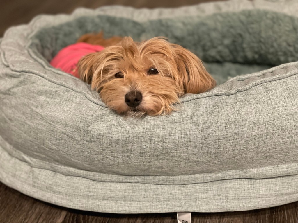 Goldie, a Terrier dog, in FunnyFuzzy's green dog bed donut product.