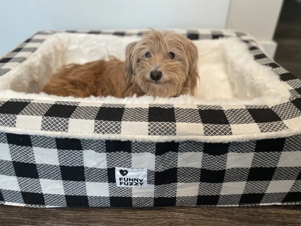 Jenna Wadsworth's golden Terrier Goldie in a tartan FunnyFuzzy dog bed.