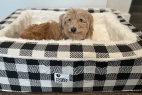 Jenna Wadsworth's golden Terrier Goldie in a tartan FunnyFuzzy dog bed.