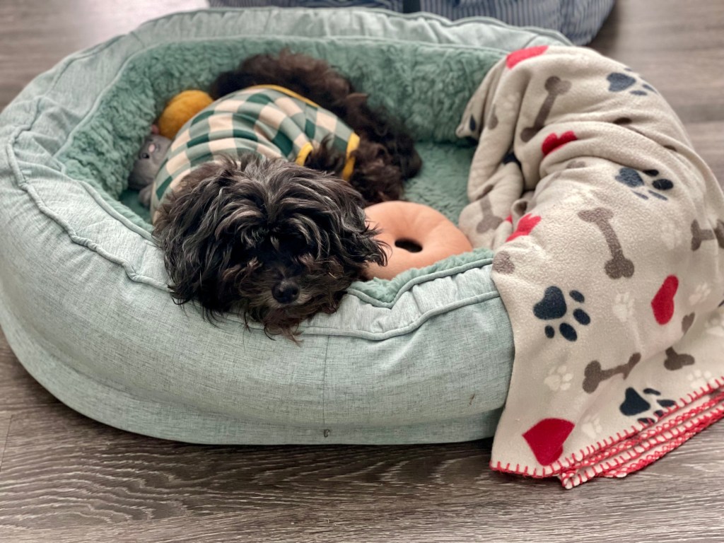 Washington, a Schnoodle, sleeping in a green FunnyFuzzy dog bed donut product.