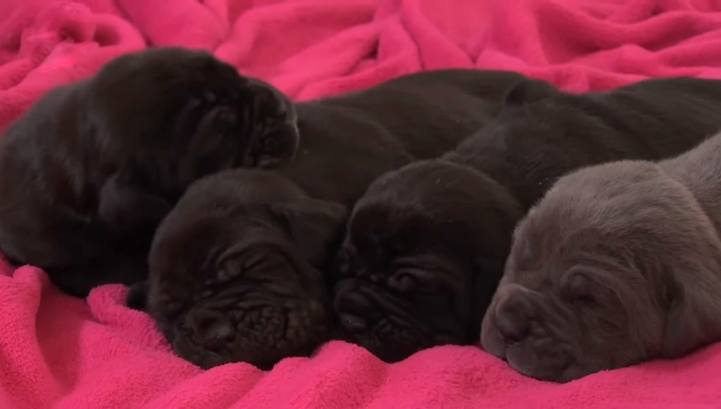 Four English Mastiff puppies on a pink blanket.