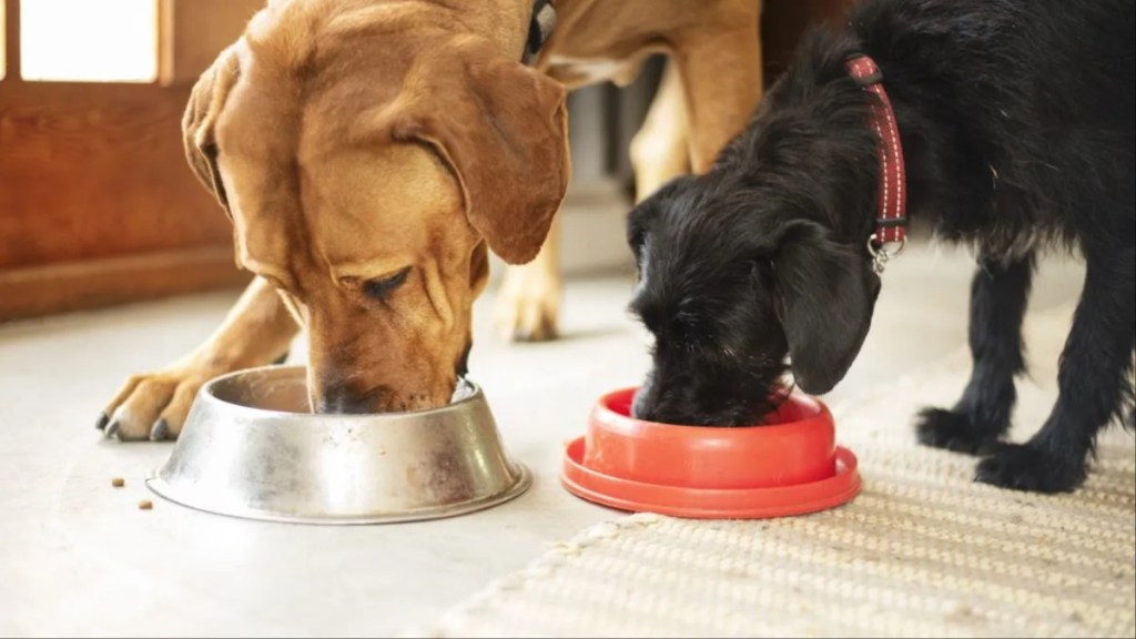 Two dogs eating their food, Inukshuk dog food has not faced a recall in 2024.