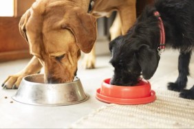 Two dogs eating their food, Inukshuk dog food has not faced a recall in 2024.
