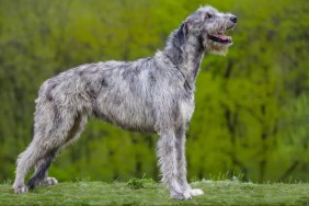 Gray Irish Wolfhound standing in a green field with mouth slightly open, Irish Wolfhounds make good family dogs
