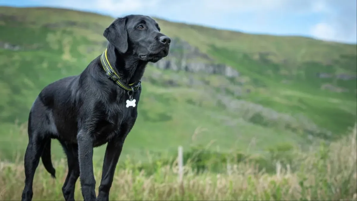 Labradors and hot sale cats