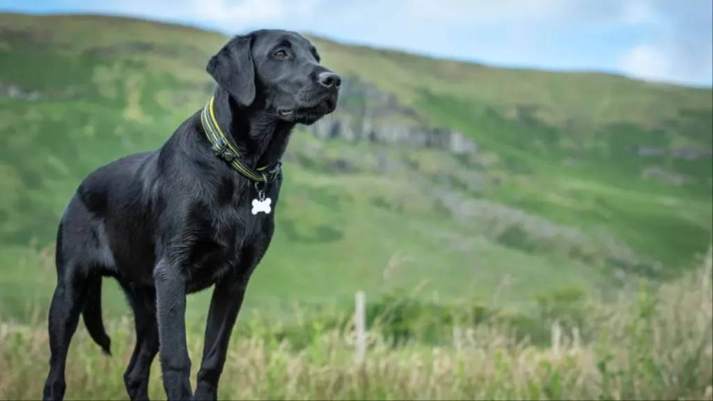 A black Labrador standing on a rock, Labrador Retrievers and cats can't co-exists peacefully because of the breed's high prey drive