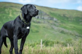 A black Labrador standing on a rock, Labrador Retrievers and cats can't co-exists peacefully because of the breed's high prey drive