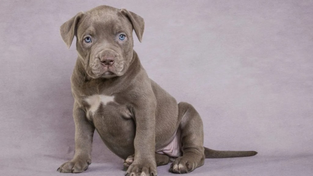 Close-up of a Pit Bull puppy sitting on the floor, A Missouri court has charged a man for throwing puppy out of a third-floor hotel window.