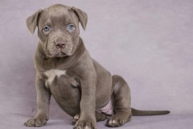 Close-up of a Pit Bull puppy sitting on the floor, A Missouri court has charged a man for throwing puppy out of a third-floor hotel window.