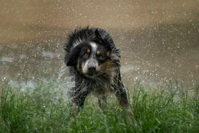 A soaking wet dog shaking water out of their fur, the search for a Houston woman who went missing in the company of her dog is ongoing