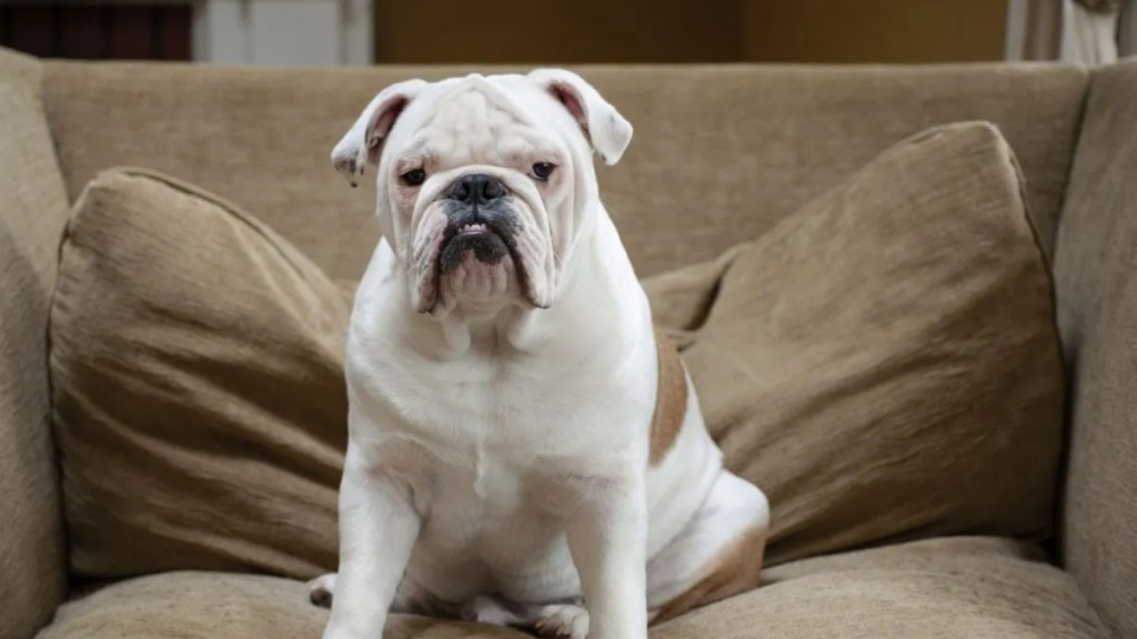 A Bulldog sitting on a brown couch, the Bulldog's overall temperament makes them incredible family pets