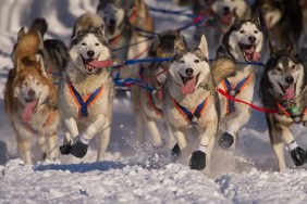 Hank Debruin's Iditarod Sled Dog Race Siberian huskies running in snow.