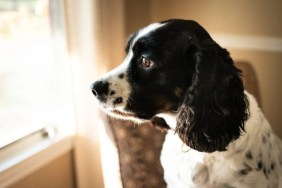 English Springer Spaniel sitting in a chair looking out a window.