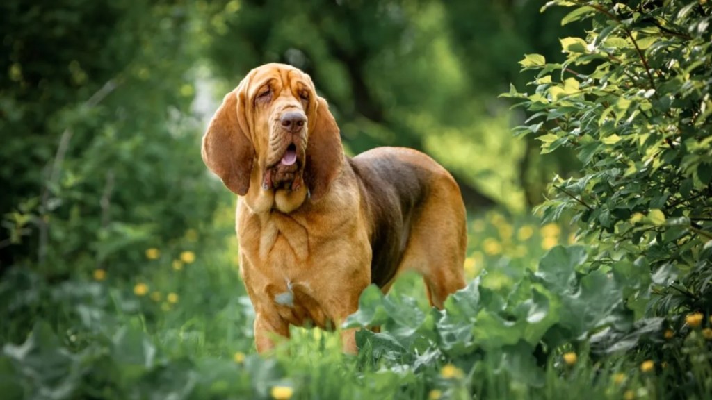A Bloodhound dog in a park, this breed makes for a good family pet.