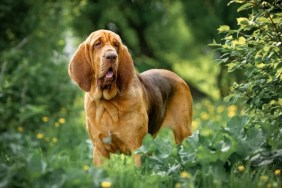 A Bloodhound dog in a park, this breed makes for a good family pet.