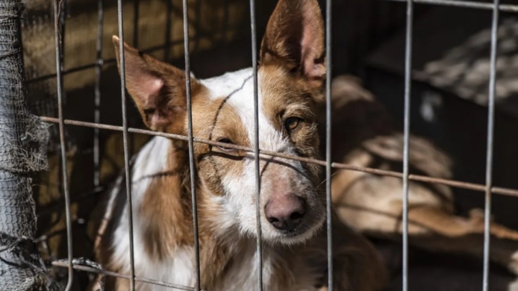 Neglected dogs locked inside an unsantary outdoor kennel, the Oklahoma puppy mill rescue exposed the horrendous conditions that the 150+ dogs were living in