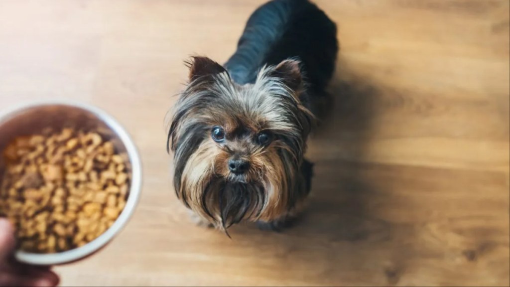 A dog getting food, Orijen dog food hasn't faced a recall in 2024.