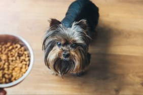 A dog getting food, Orijen dog food hasn't faced a recall in 2024.