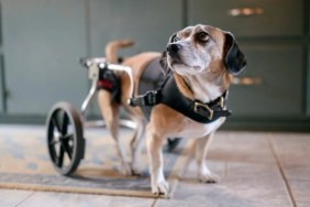 Dog with six legs has operation to remove extra limbs
