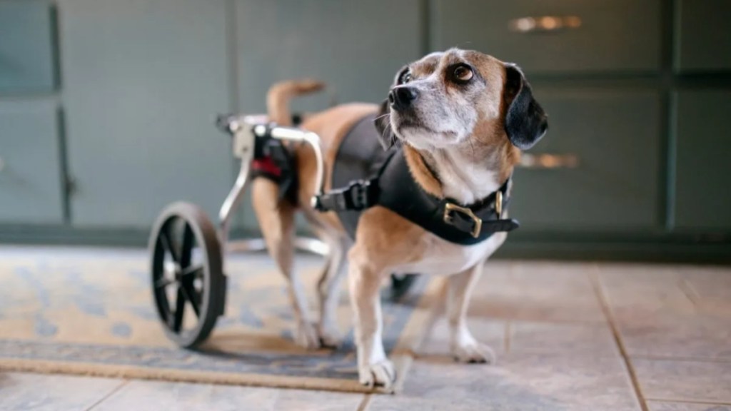 Soldiers and Paws of War Hope to Rescue Paralyzed Dog From Middle East