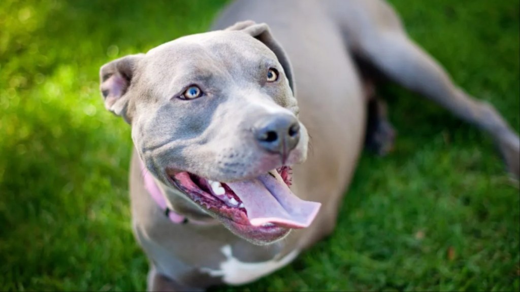 A 3-legged Pit Bull lying on the grass with tongue out, a Massachussetts Pit Bull Mix will train to be a therapy dog