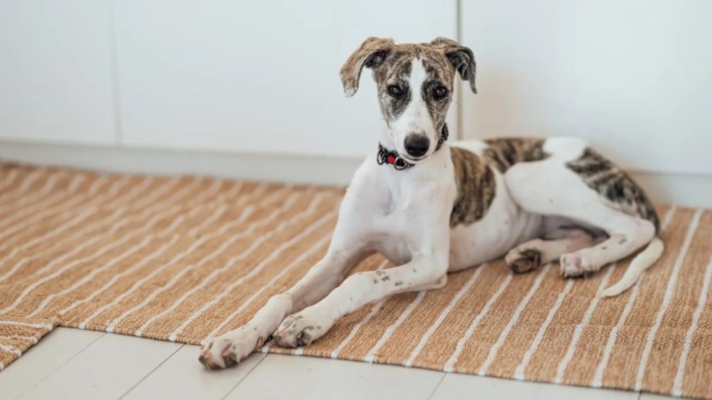 A Lurcher lying on a brown striped mat on the floor, Ireland authorities rescued a Lurcher puppy from a drug deal exchange