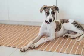 A Lurcher lying on a brown striped mat on the floor, Ireland authorities rescued a Lurcher puppy from a drug deal exchange