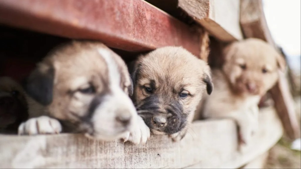 Neglected puppies enclosed behind a wooden fence sticking their heads out, an Iowa puppy farm owner was arrested for neglecting 131 dogs