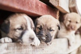 Neglected puppies enclosed behind a wooden fence sticking their heads out, an Iowa puppy farm owner was arrested for neglecting 131 dogs