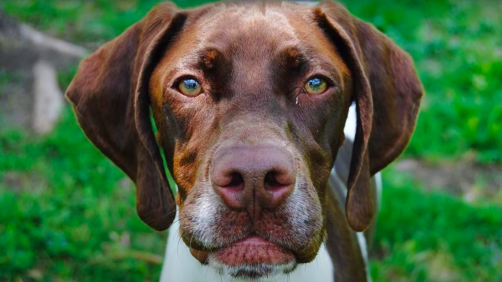 A closeup shot of a beautiful white and chestnut colored Braque Francais Pyrenean, a rare French pointer breed.