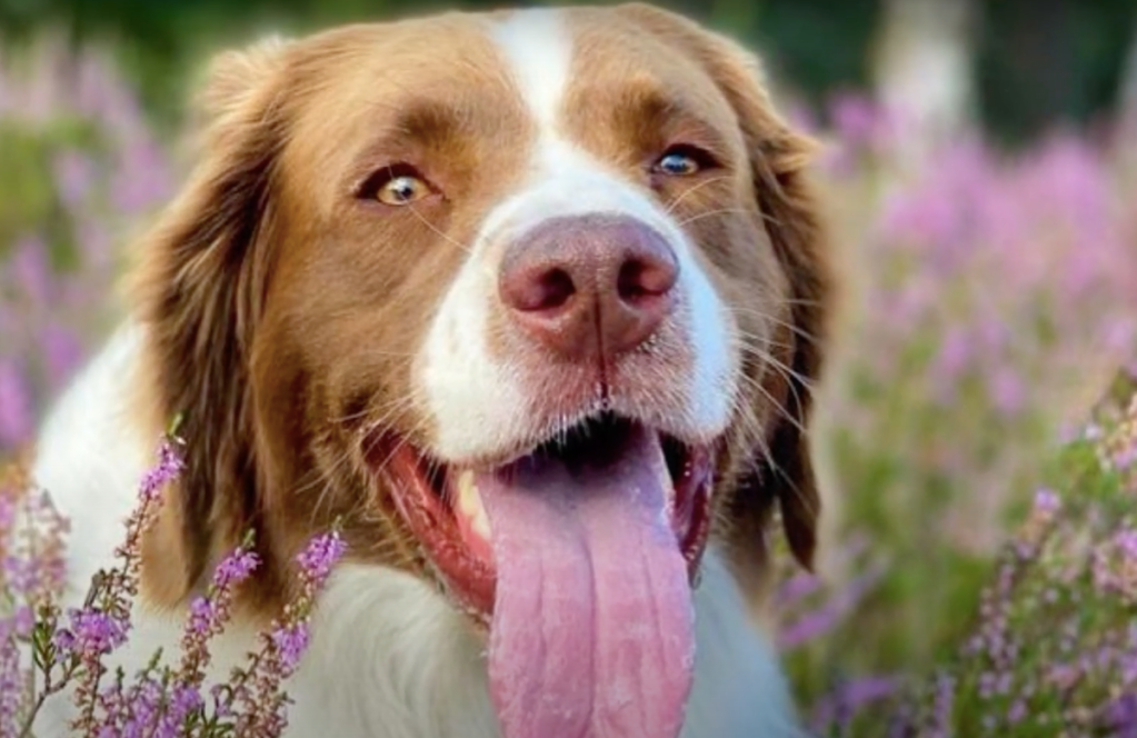 closeup photograph of a Drentsche Patrijshond smiling and panting. Behind are purple flowers.