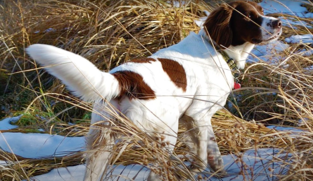 Dutch Partridge Dog standing alert amidst tall grasses in a winter landscape.