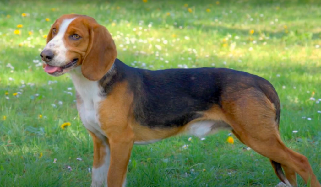 Beautiful Deutsche Bracke, also known as the German Hound, standing alert. on a grassy field with flowers.