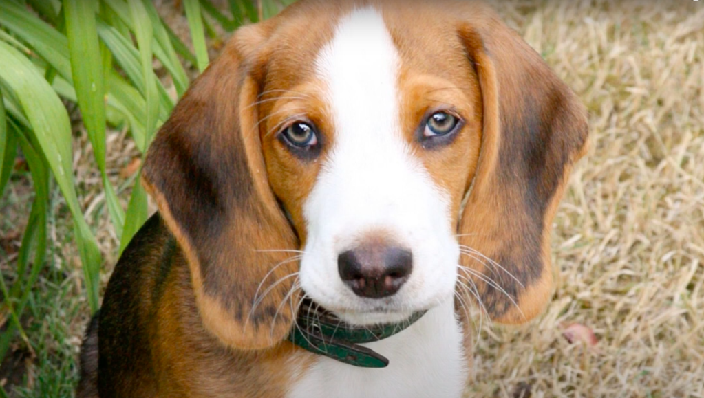 Deutsche Bracke (German Hound) puppy staring up into camera.