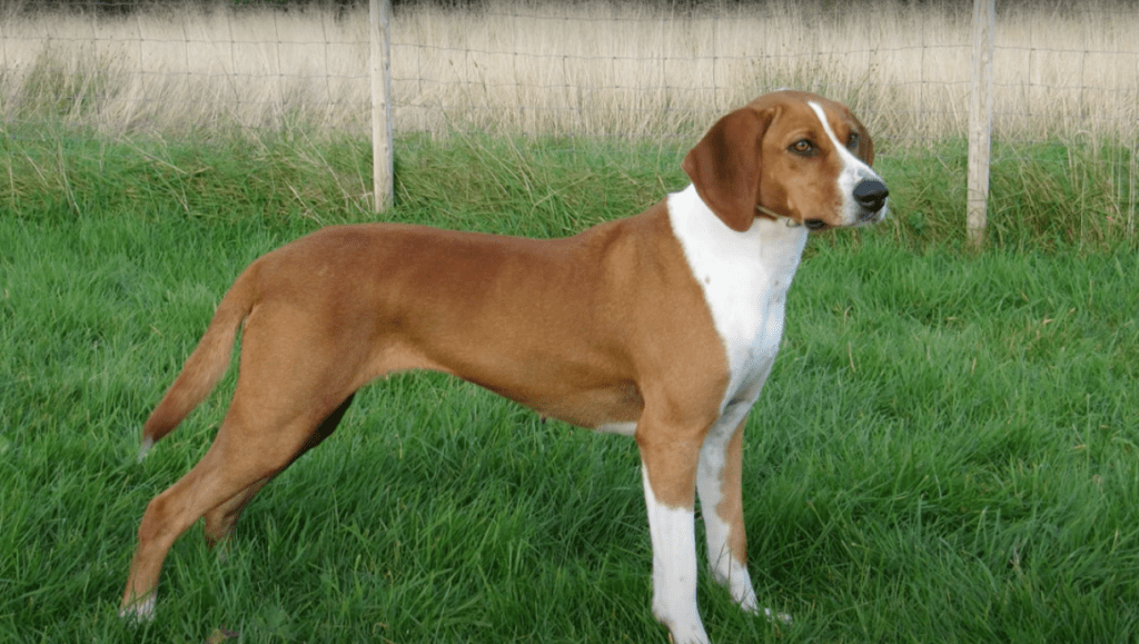 Beautiful tan and white Deutsche Bracke (German Hound) standing alert on the grass.