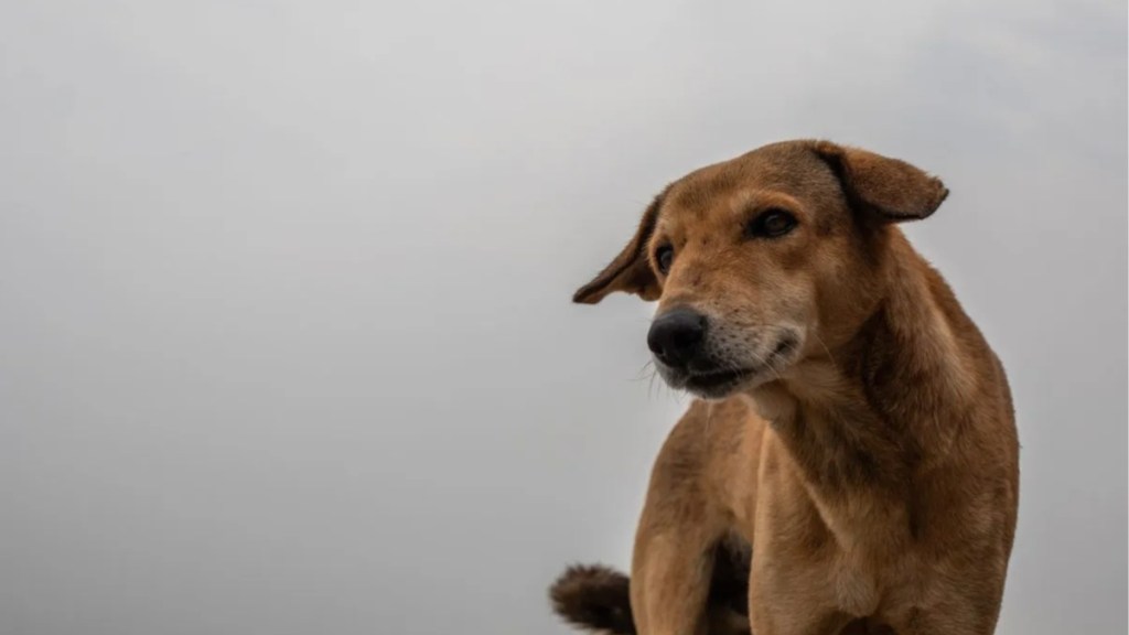 A stray dog in India, like the dog in Lucknow hospital carrying a severed human hand in mouth.