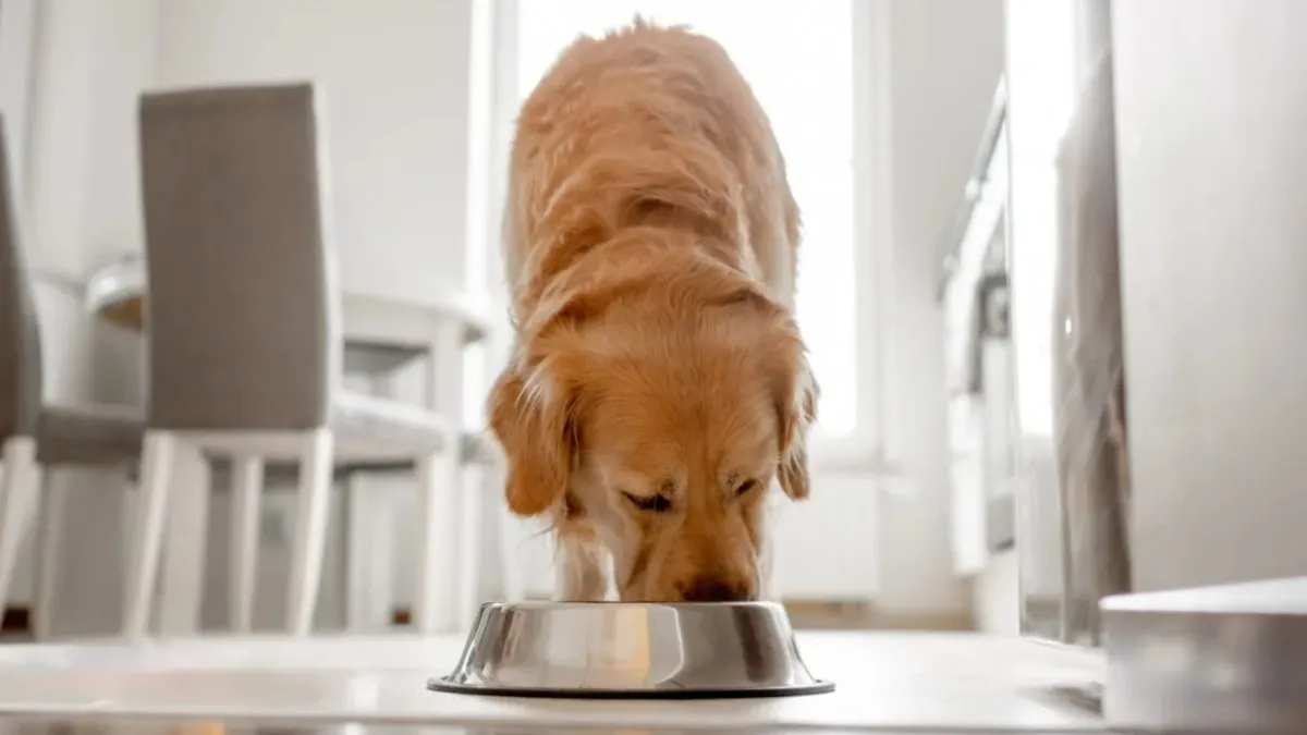 Stella Chewy Has the Dog Food Brand Issued a Recall in 2024