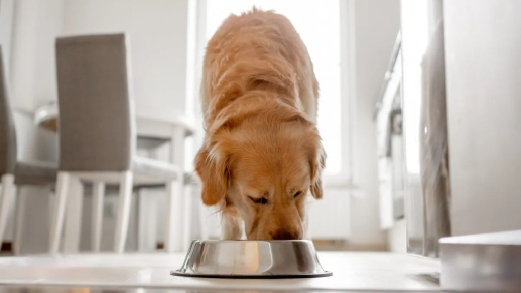 Dog eating from metallic bowl, there's no Solid Gold dog food recall at the moment