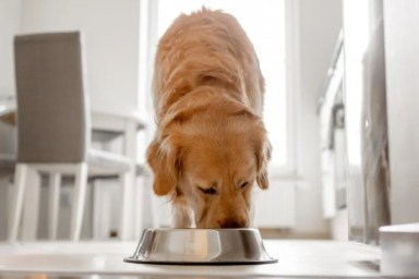 Dog eating from metallic bowl, there's no Solid Gold dog food recall at the moment